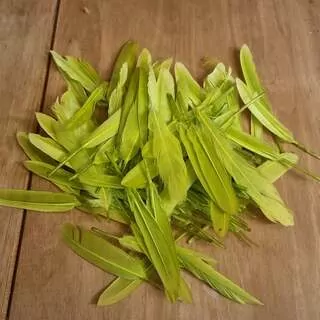 Dekorační brka zelené K4297