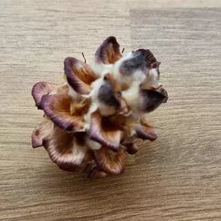 Pubescens Loose Přírodní 1 ks K3993