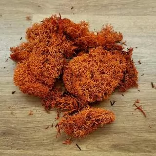 Sušina Muschio nordico 25 g oranžová K8592