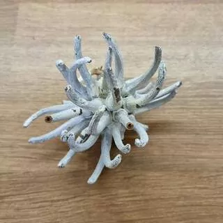 Sušina Spidergum Claw Whitewashed K4358