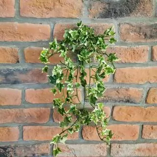 Břečťan převis 46 cm K0998 A