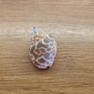 Mušle Conchiglie  s-011 25g K7204