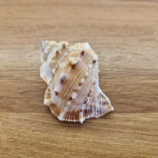 Mušle Conchiglie  s-023 25g K7228