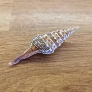 Mušle Conchiglie  s-012 25g K7211