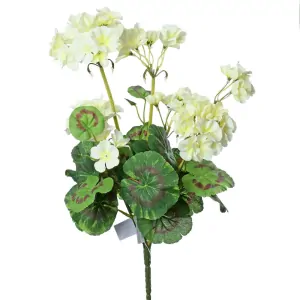 Muškát krémový ( pelargonie ) 6 květů K6087