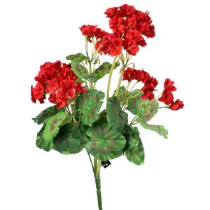 Muškát červený ( pelargonie ) 6 květů K6070