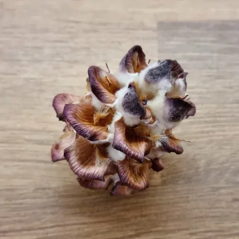 Pubescens Loose Přírodní 1 ks K3993