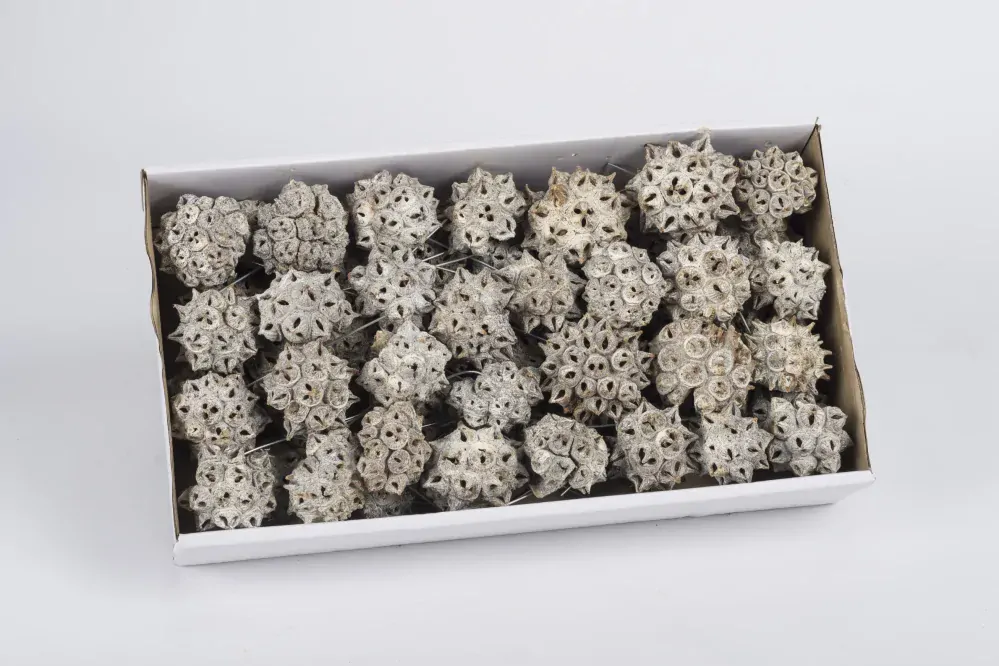 Su Spidergum na Drátku Whitewashed 1 ks K0648