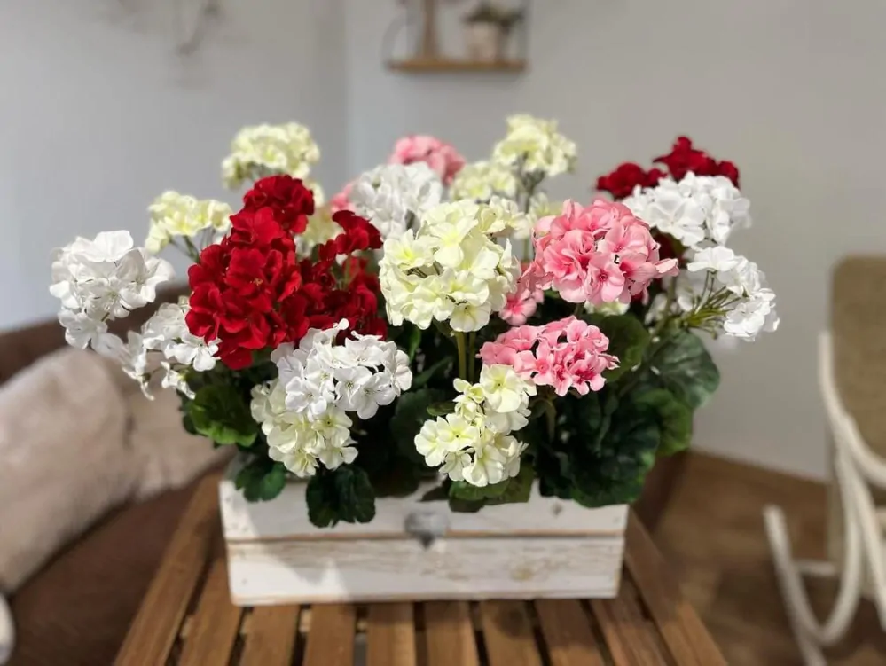 Muškát ( pelargonie ) 3 květy K2903