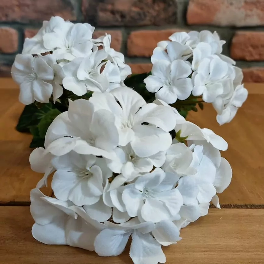 Muškát ( pelargonie ) 3 květy K2897