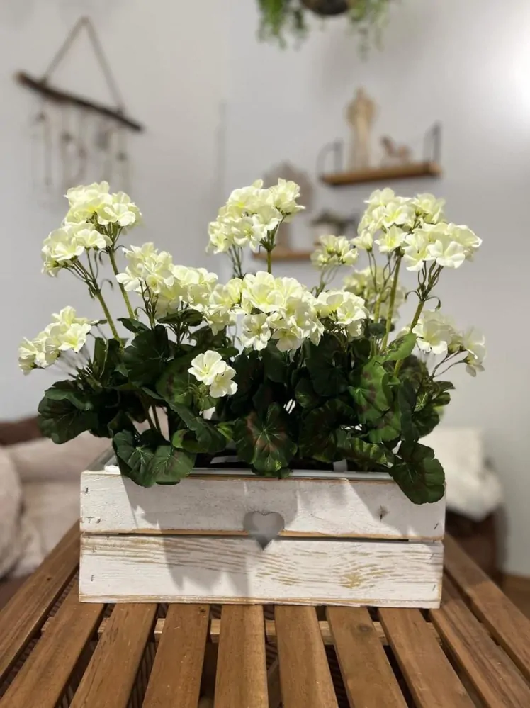 Muškát krémový ( pelargonie ) 6 květů K6087