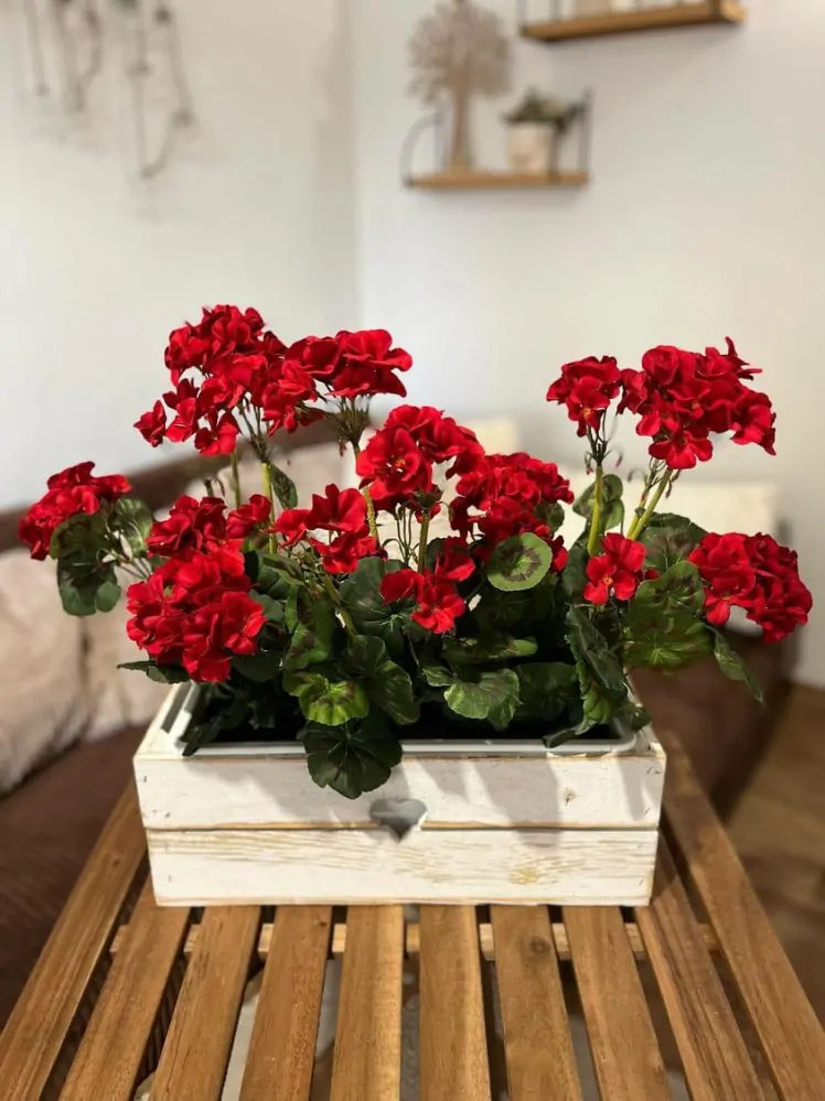 Muškát červený ( pelargonie ) 6 květů K6070