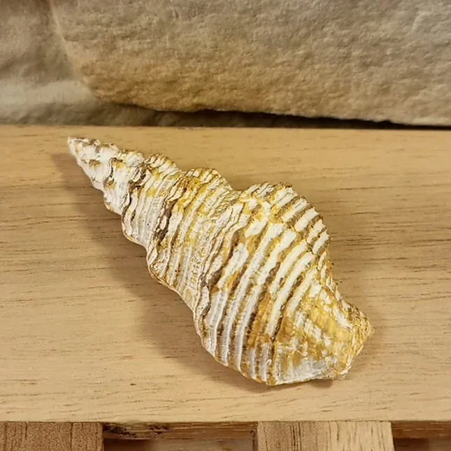 Magnet ryba, mušle, hvězdice K0265