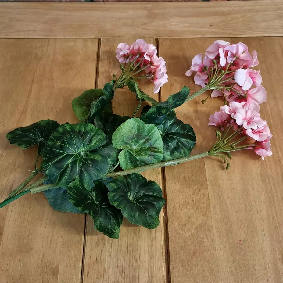 Muškát ( pelargonie ) 3 květy K2903