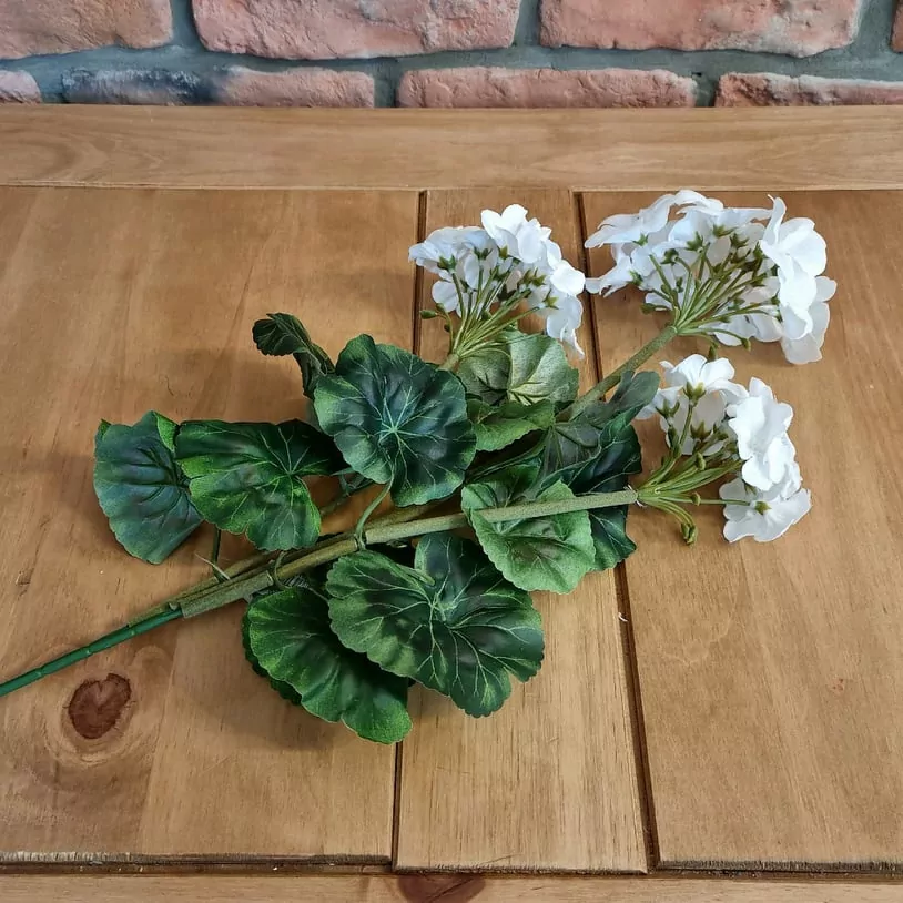 Muškát ( pelargonie ) 3 květy K2897
