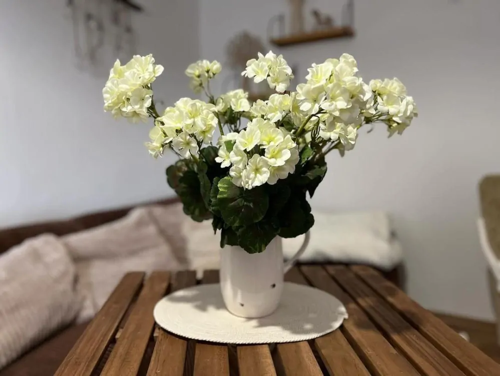 Muškát krémový ( pelargonie ) 6 květů K6087