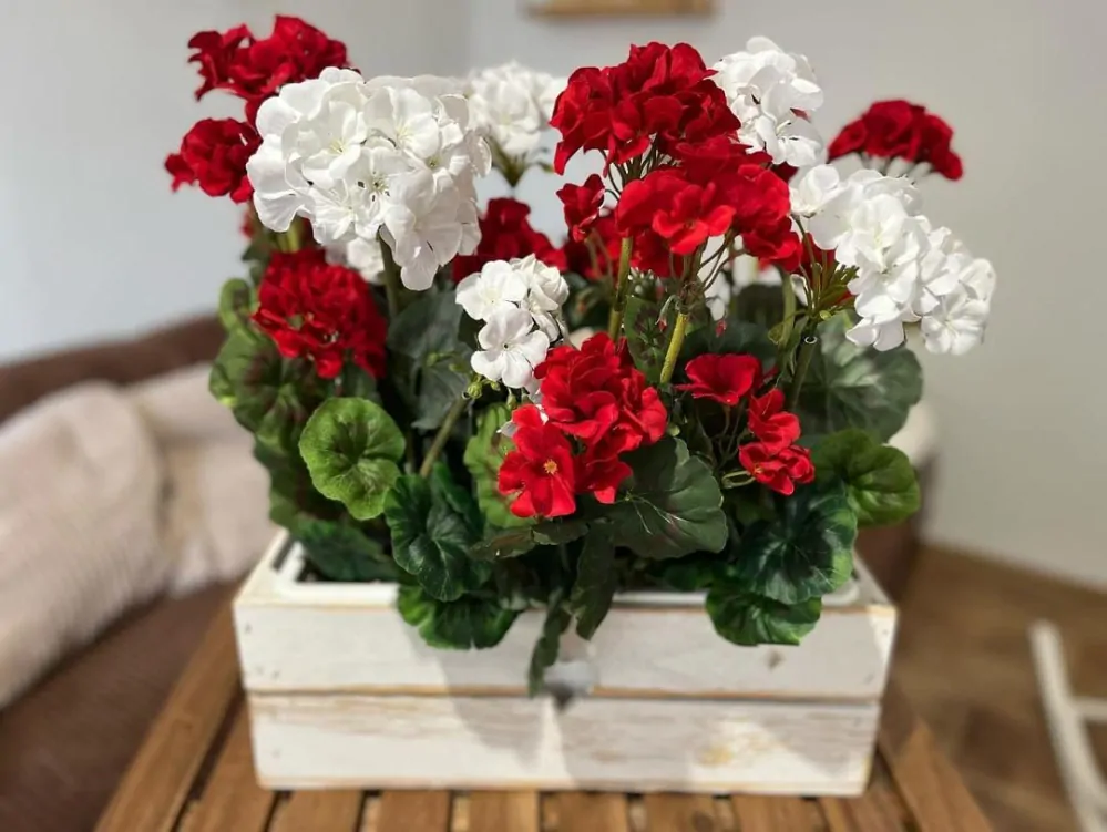 Muškát červený ( pelargonie ) 6 květů K6070