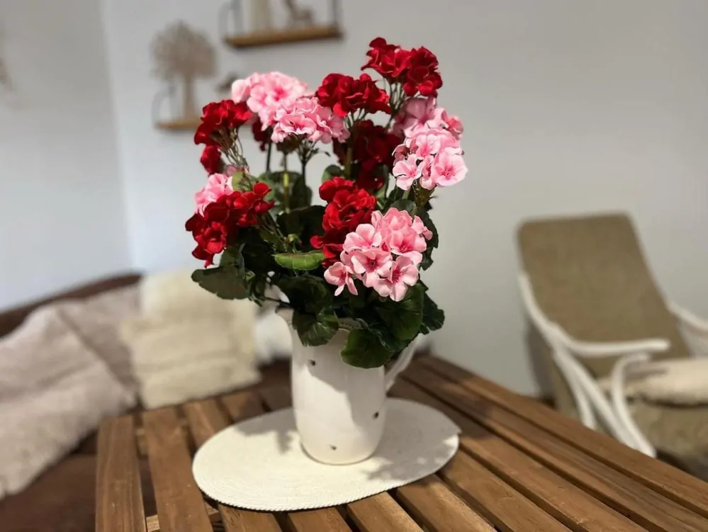Muškát červený ( pelargonie ) 6 květů K6070