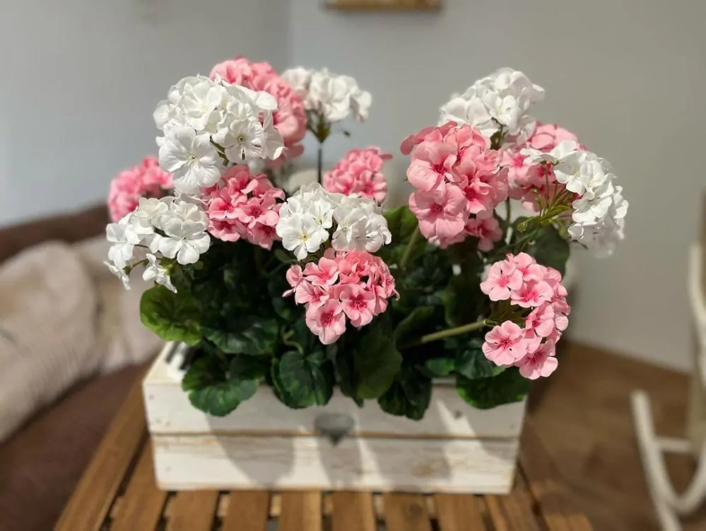 Muškát ( pelargonie ) 3 květy K2903