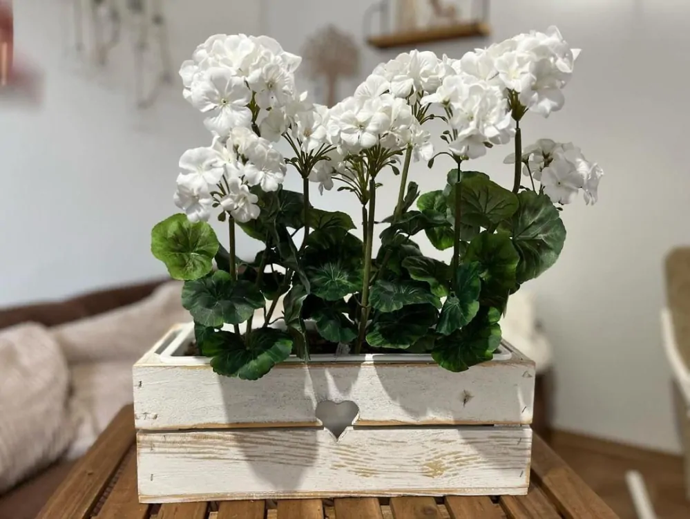 Muškát ( pelargonie ) 3 květy K2897