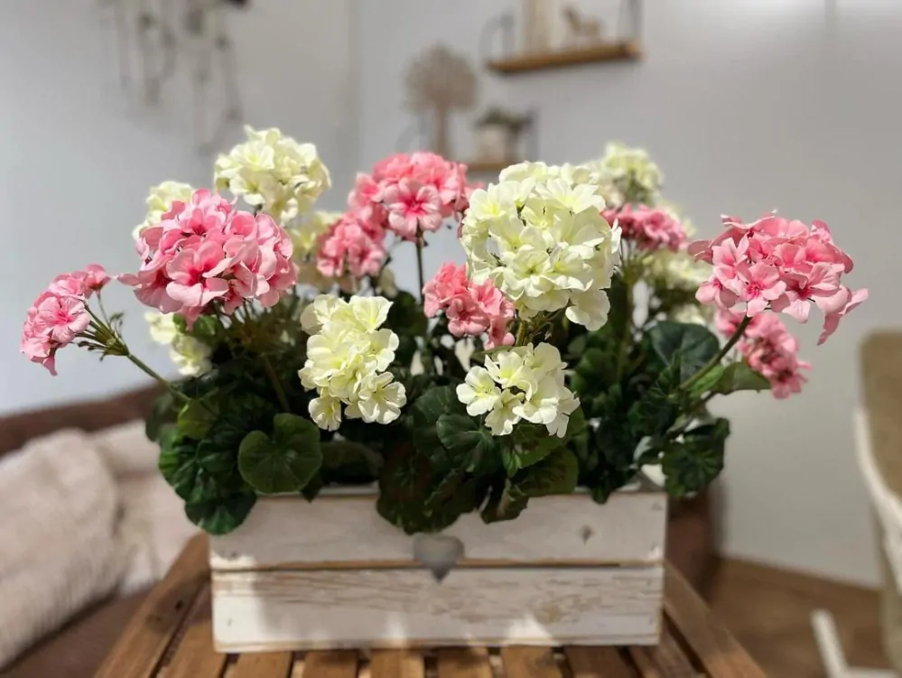 Muškát krémový ( pelargonie ) 6 květů K6087