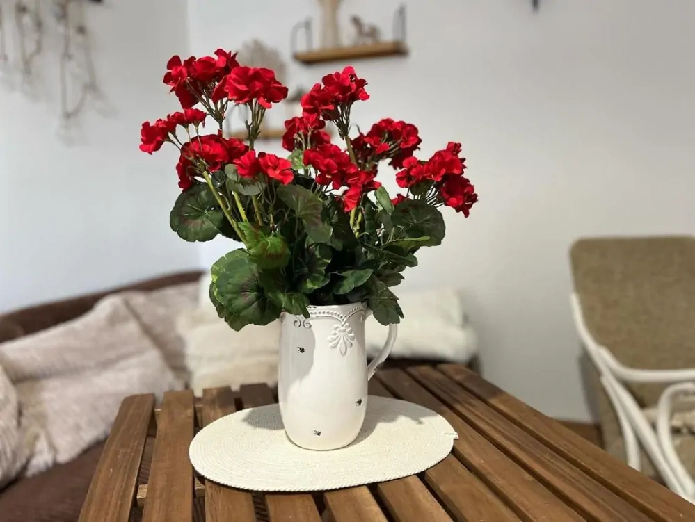 Muškát červený ( pelargonie ) 6 květů K6070