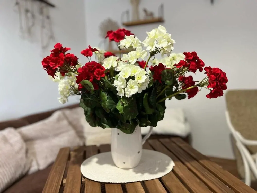 Muškát krémový ( pelargonie ) 6 květů K6087