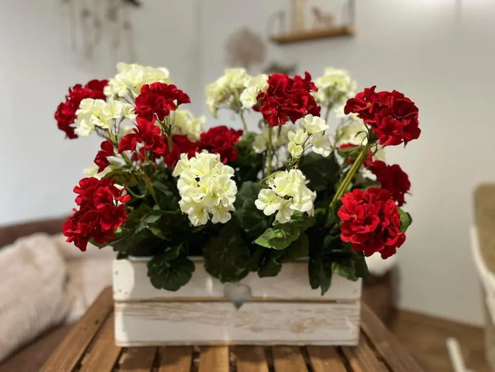 Muškát červený ( pelargonie ) 6 květů K6070