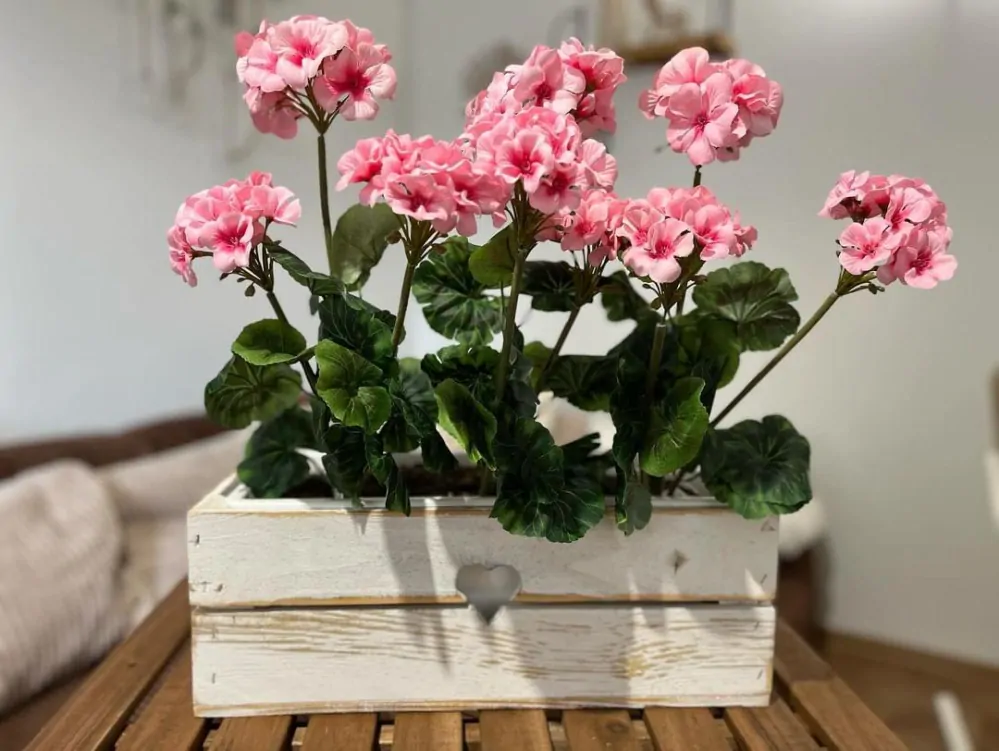 Muškát ( pelargonie ) 3 květy K2903